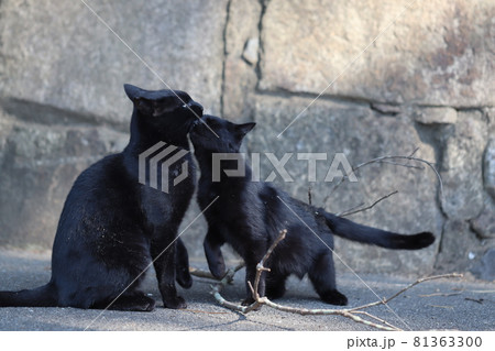 お母さん猫にキスする子猫 81363300