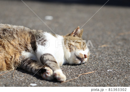 警戒心ゼロの幸せ寝顔を見せる猫の写真素材