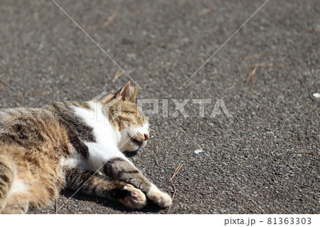 道路に落ちている猫 81363303
