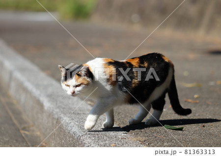 三毛猫 コンクリート壁の前 写真 三毛猫 1年半ぶり、4度目で、 敷地内