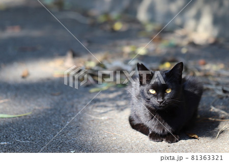 駐車場の片隅でカメラ目線の美しい瞳で何かを訴える黒猫 駐車場の片隅でカメラ目線の美しい瞳で何かを訴える黒猫 81363321