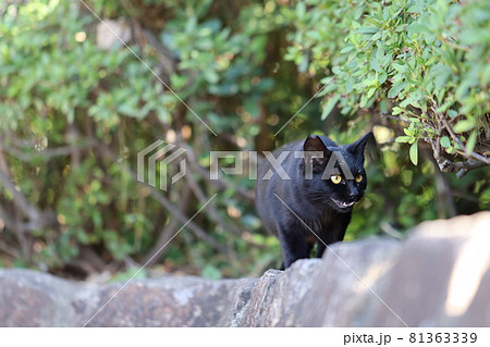 縄張りを口を開けてパトロールする黒猫 縄張りを口を開けてパトロールする黒猫 81363339