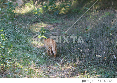 けもの道を堂々と歩く茶トラ猫 81363371