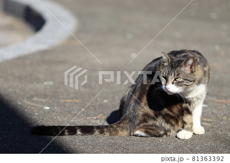 縄張りで睨むアメショー柄の猫 81363392