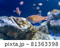 サンシャイン水族館の魚 81363398