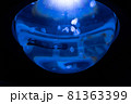 幻想的なサンシャイン水族館のクラゲ 81363399