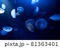 幻想的なサンシャイン水族館のクラゲ 81363401