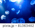 幻想的なサンシャイン水族館のクラゲ 81363402