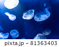 幻想的なサンシャイン水族館のクラゲ 81363403