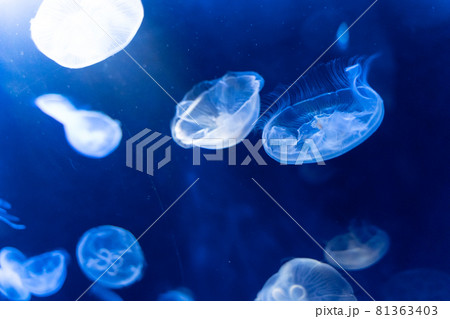 幻想的なサンシャイン水族館のクラゲ 81363403