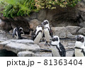 サンシャイン水族館のペンギン 81363404