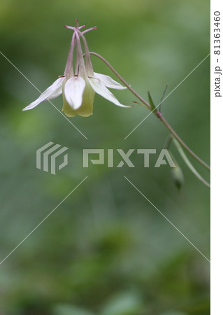 高原に咲く、可憐な花、キバナノヤマオダマキ 高原に咲く、可憐な花、キバナノヤマオダマキ 81363460
