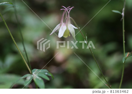 高原に咲く、可憐な花、キバナノヤマオダマキ 高原に咲く、可憐な花、キバナノヤマオダマキ 81363462