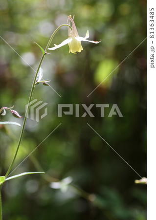 高原に咲く、可憐な花、キバナノヤマオダマキ 81363485