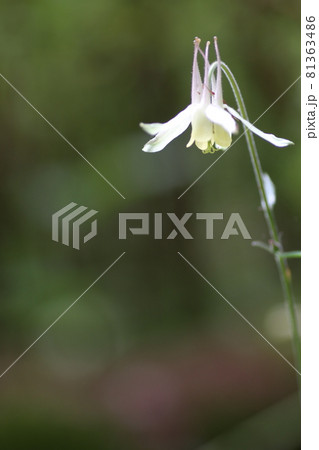 高原に咲く、可憐な花、キバナノヤマオダマキ 高原に咲く、可憐な花、キバナノヤマオダマキ 81363486