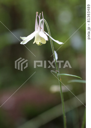 高原に咲く、可憐な花、キバナノヤマオダマキ 高原に咲く、可憐な花、キバナノヤマオダマキ 81363489