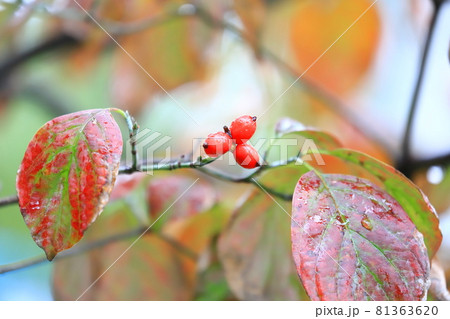 ハナミズキの紅葉と赤い実 ハナミズキの紅葉と赤い実 81363620