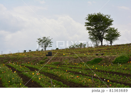 那須フラワーワールド　2021-5-9　＃53 81363689