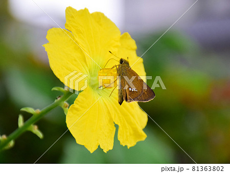 ヘチマの花とイチモンジセセリ（緑背景）　吸い蜜するイチモンジセセリ　 81363802