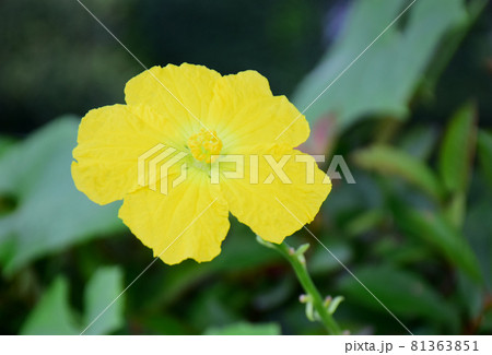 ヘチマの黄色い花一輪(緑背景)  色鮮やかなヘチマの花一輪 ヘチマの黄色い花一輪(緑背景)  色鮮やかなヘチマの花一輪 81363851