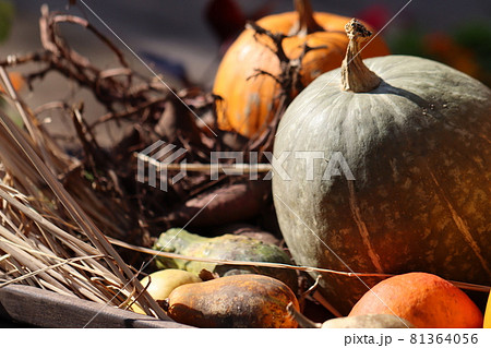 収穫されたかぼちゃ 81364056