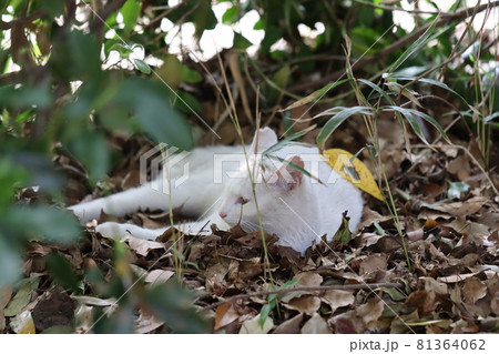 雑木林の中でくつろぐ白猫 雑木林の中でくつろぐ白猫 81364062