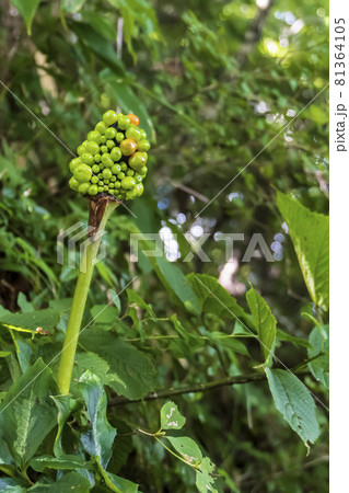 葉に斑が入ったマムシグサの実 有毒植物 サトイモ科ナンテンショウ属の写真素材