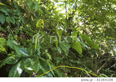 実が成った斑入りマムシグサ【有毒植物】／サトイモ科ナンテンショウ属 81364106