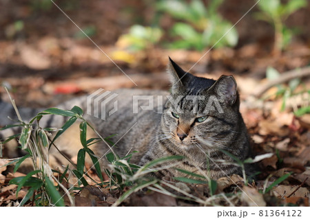 縄張りの森の中でゆったりくつろぐキジ猫 縄張りの森の中でゆったりくつろぐキジ猫 81364122
