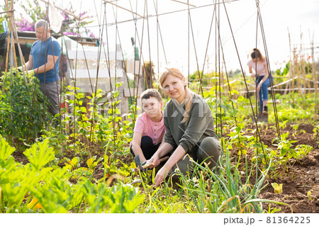 Teen son helps mother clean weeds in garden beds Teen son helps mother clean weeds in garden beds 81364225