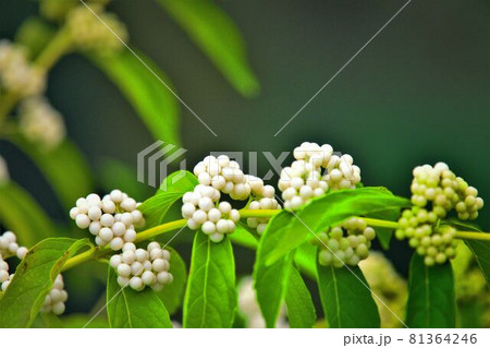 白い実がたくさんついているシロミノコムラサキ 81364246