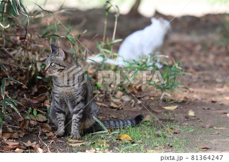 縄張りを見回る猫達 縄張りを見回る猫達 81364247