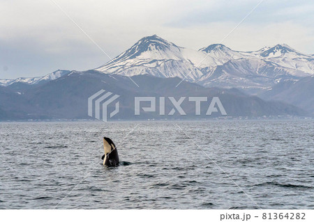 【北海道】知床の海に回遊する野生のシャチ（北海道羅臼沖） 81364282