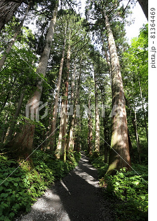 杉の巨木が立ち並ぶ、夏の戸隠神社奥社参道杉並木 81364469