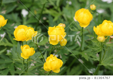 Yellow hybrid globeflower flowers Yellow hybrid globeflower flowers 81364767