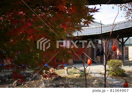 旧奈良監獄の綺麗な紅葉 81364907