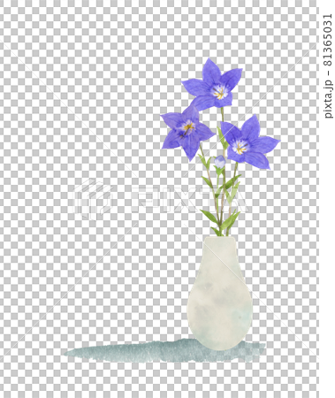 花瓶水彩畫中的桔梗花 花瓶水彩畫中的桔梗花 81365031