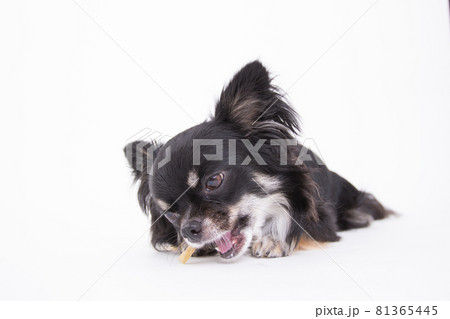 美味しそうにササミ付きのガムを一生懸命食べる黒いチワワ 81365445