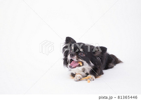 美味しそうにササミ付きのガムを一生懸命食べる黒いチワワ 81365446