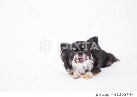 美味しそうにササミ付きのガムを一生懸命食べる黒いチワワ 81365447