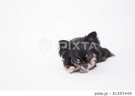 美味しそうにササミ付きのガムを一生懸命食べる黒いチワワ 81365449