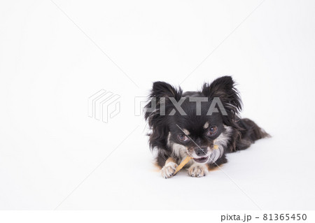 美味しそうにササミ付きのガムを一生懸命食べる黒いチワワ 81365450