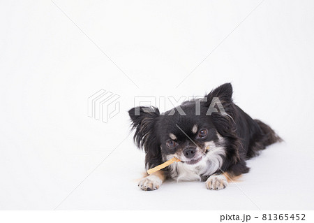 美味しそうにササミ付きのガムを一生懸命食べる黒いチワワ 美味しそうにササミ付きのガムを一生懸命食べる黒いチワワ 81365452