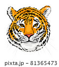トラのイラスト 81365473