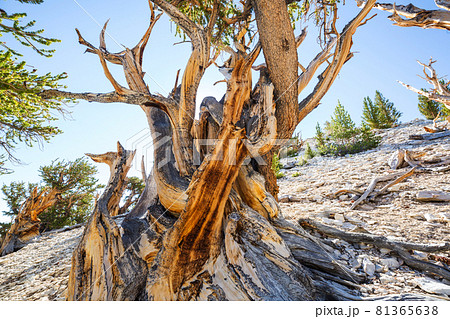 Ancient tree Ancient tree 81365638
