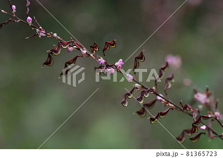 高原に咲く かわいい薄紫の花と丸い実のヌスビトハギの写真素材
