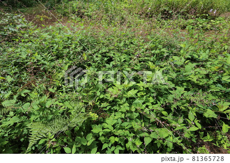 高原に咲く、かわいい薄紫の花と丸い実のヌスビトハギ 高原に咲く、かわいい薄紫の花と丸い実のヌスビトハギ 81365728