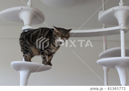 キャットタワーで降りられないと悲しむ鼻ぺちゃ猫アメリカンショートヘアブラウンタビー 81365772