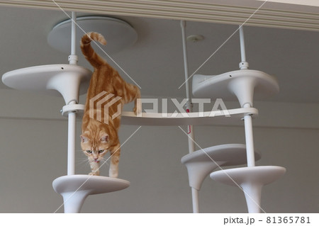 アッカンベーしながらキャットタワーから降りる猫アメリカンショートヘアレッドタビー アッカンベーしながらキャットタワーから降りる猫アメリカンショートヘアレッドタビー 81365781