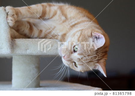 キャットタワーから気怠そうにのぞき込む猫アメリカンショートヘアレッドタビー キャットタワーから気怠そうにのぞき込む猫アメリカンショートヘアレッドタビー 81365798